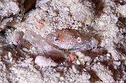 Portunus longispinosus Crabe nageur a longues epines Maldives Maaya Thila-13m-20240422nuit-da-DSC_5956_tn